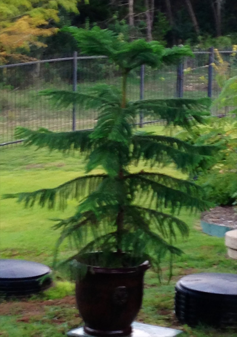 2012/12(Dec)/10(Before Christmas Fun)/800x600_2012-12 Norfolk Pine 1.jpg